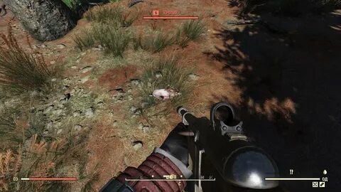 Fallout 76 где кролики