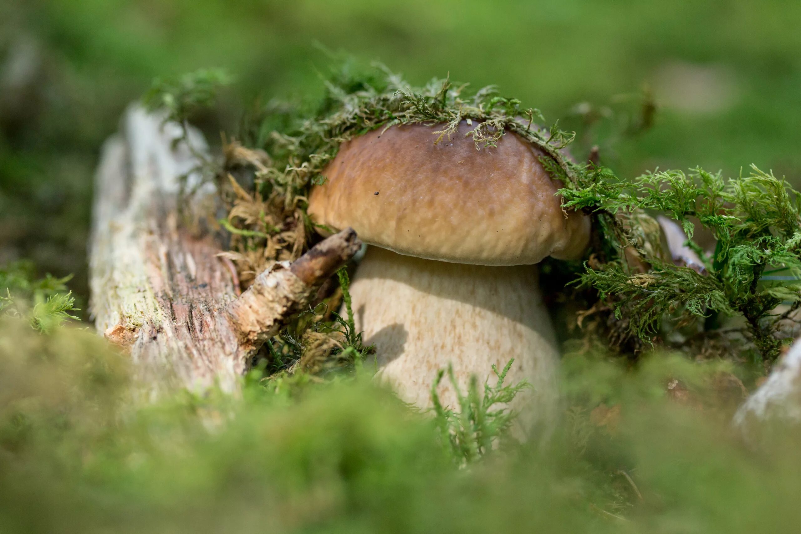 Боровичок гриб. Моховидные грибы. Боровик гриб во мху. Белый гриб еловый. Белый гриб в природе
