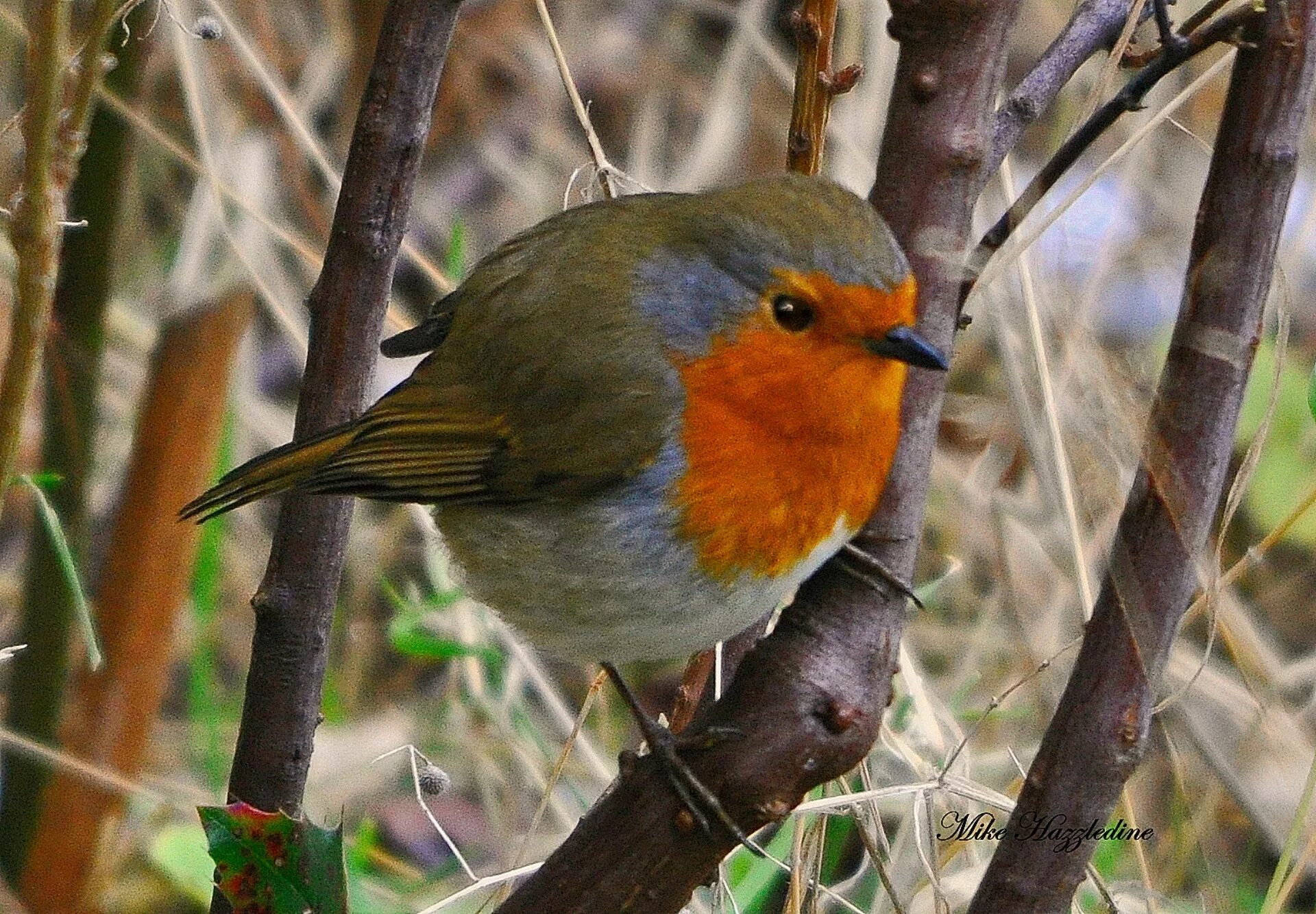 Country birds