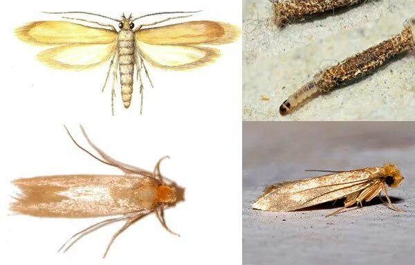 Моль платяная гусеница. Платяная моль (Tineola bisselliella). Амбарная огневка личинки. Моль платяная самка и самец.