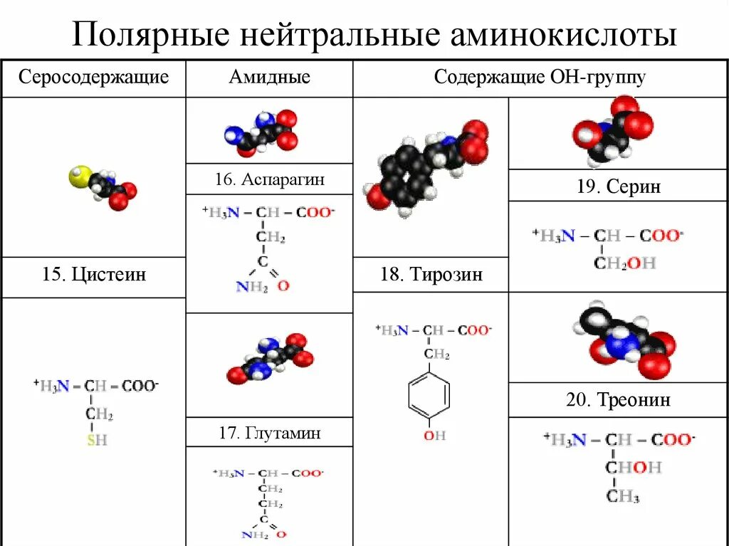 Аспарагин и серин. Серин классификация аминокислоты. Формулы серосодержащих аминокислот. Тирозин нейтральная аминокислота. Функциональной группой аминов является