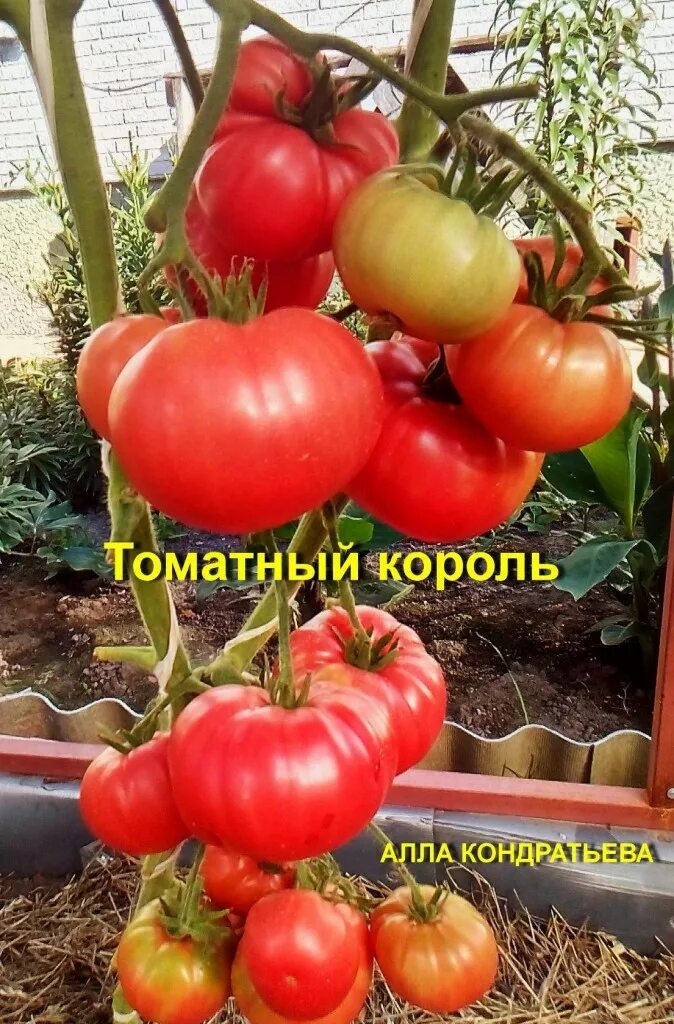 Томат штамбовый Король. Томат ф1 розовый Король 8. Королевский розовый томат. Томат клубничный тяжеловес. Томат розовый король