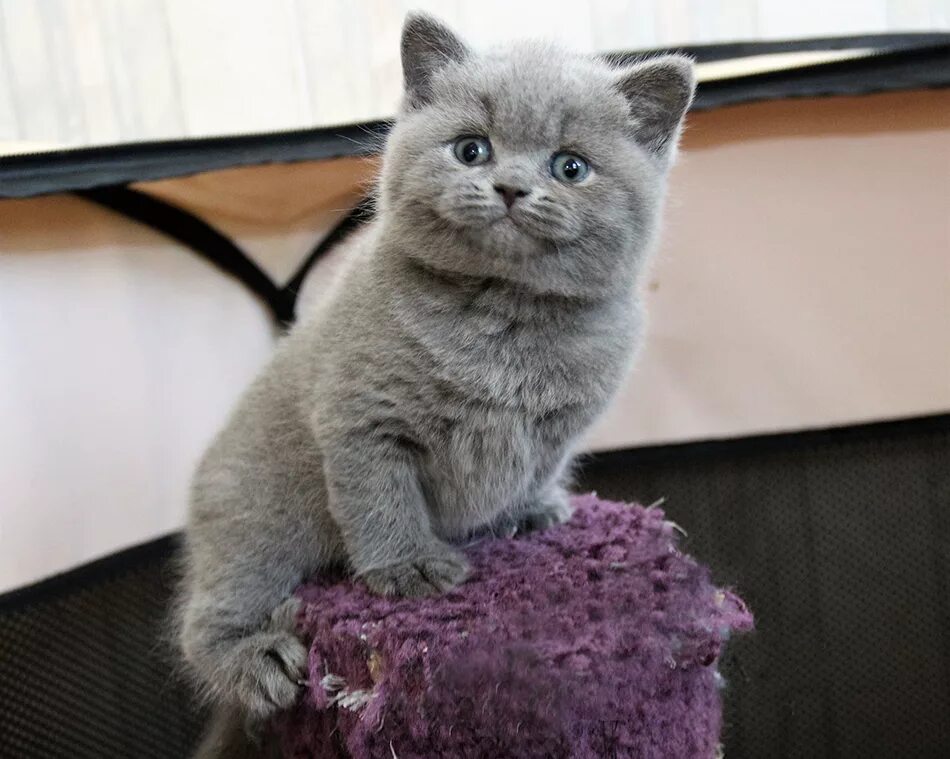 плюшевые котята порода