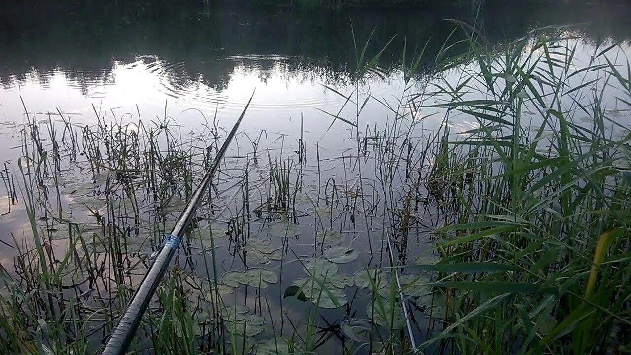 Ловля карася на озере. Рыбалка в камышах. Удочка в камышах. Рыбалка на поплавок в камышах. Ловля карася в камышах.