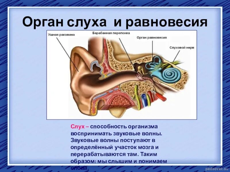 Слуховой анализатор анатомия 8 класс. Строение органа слуха человека анатомия. Строение органа слуха и равновесия. Перечислите анатомические части органа слуха и равновесия..