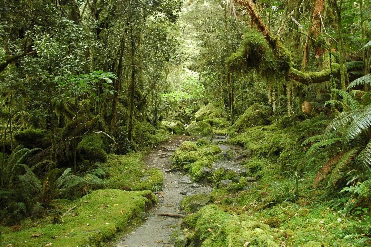 Природная зона тропические леса. Дождевые леса восточного побережья Австралии. Тропические дождевые Ласа Австралии. Субтропические леса Австралии климат. Дождевой лес Австралии.