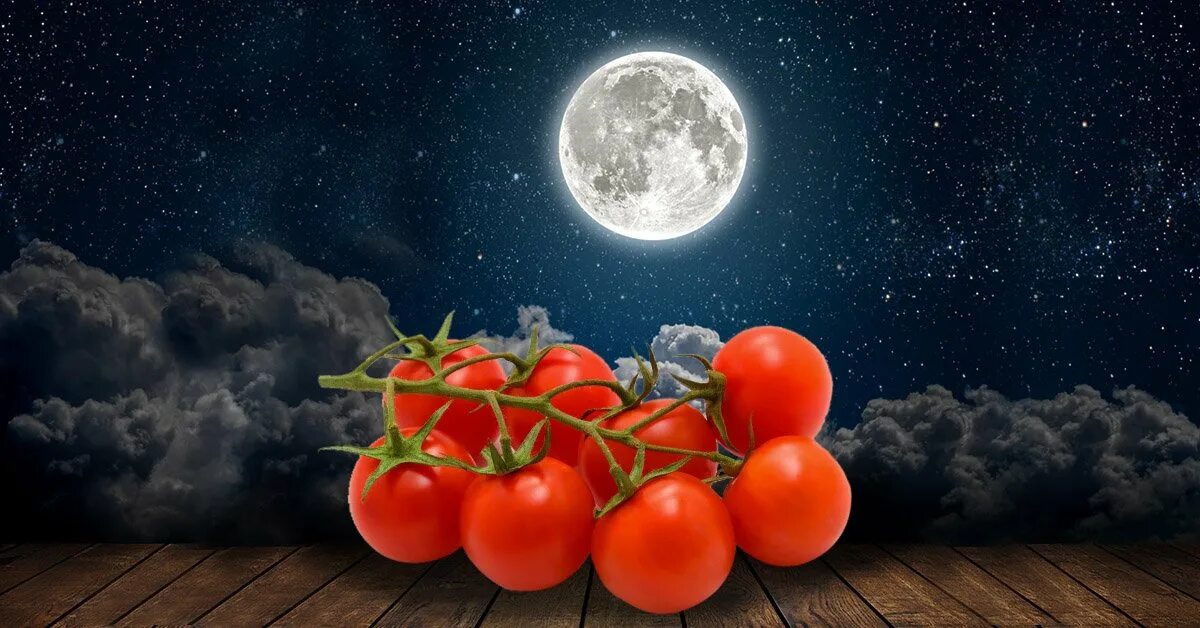 Посадить помидоры по лунному календарю 2024. Луна и помидор. Помидоры лунный свет. Томат лунное затмение.