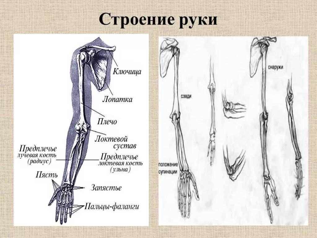 Кость руки человека строение. Строение плеча и предплечья кости. Рука анатомия строение кости. Название костей руки у человека. Рука человека название