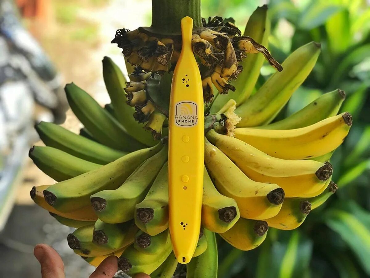 Где можно купит банан. Бананы сорта. Разные сорта бананов. Полосатые бананы. Сорта бананов названия.