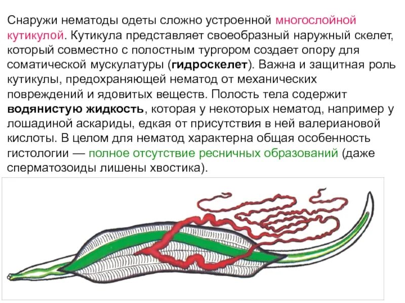 Черви покрыты кутикулой. Кутикула круглых червей строение. Нематоды - Первичнополостные черви. Круглые черви строение кутикулы.