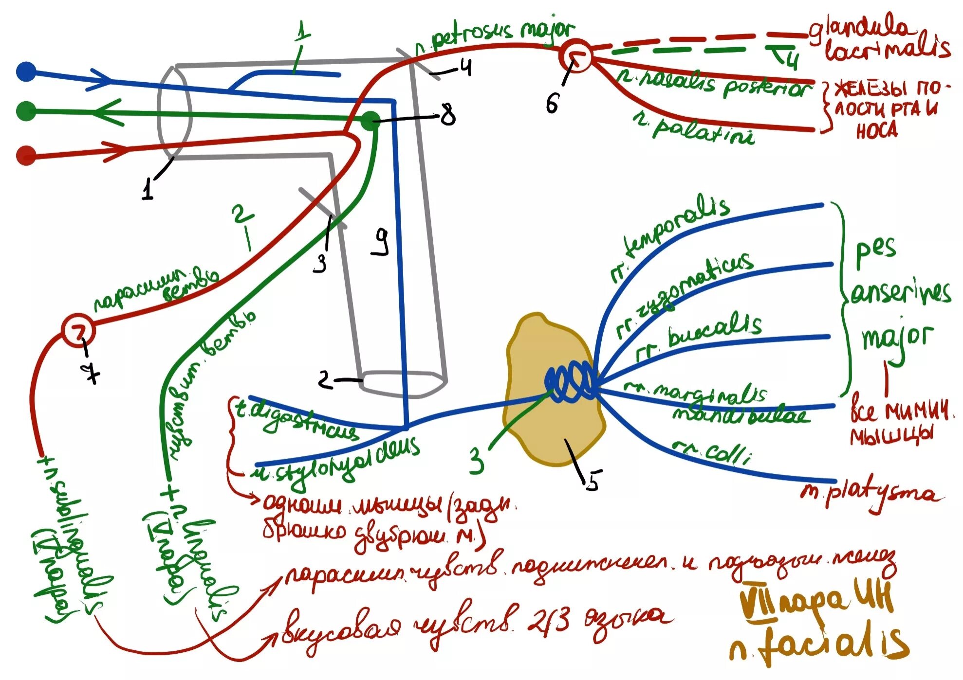 7 черепной нерв. Схема 5 пары черепных нервов. 5 Пара черепных нервов схема. Тройничный нерв схема. Схема 11 пары черепных нервов.