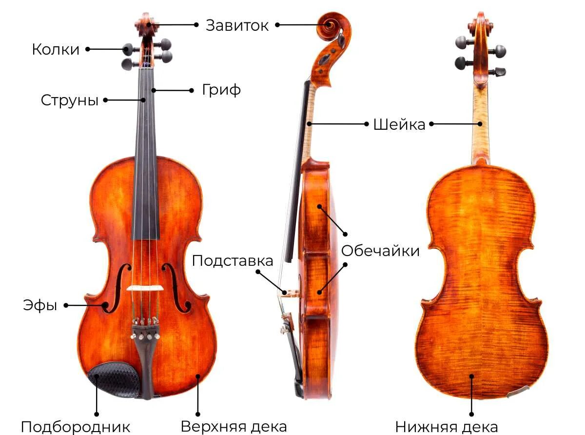Как называют скрипку. Детали скрипки. Строение скрипки для детей. Название частей скрипки. Структура скрипки.