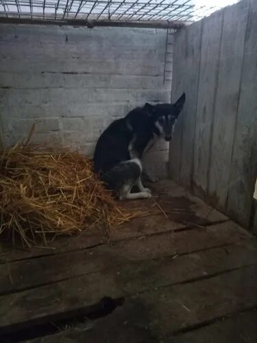 Притравка лаек по медведю. Ирбит собаки. Ирбит собаки. Купить собаку в ирбите. Ирбит собаки.