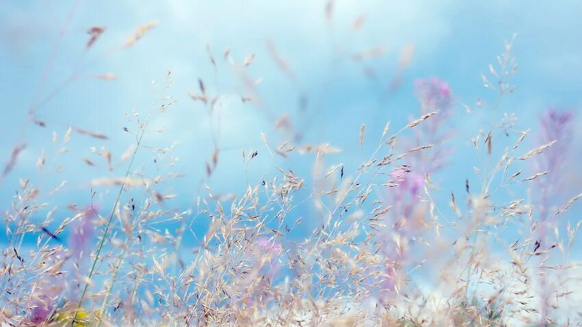 Фон природа размытый. Поле в пастельных тонах. Осень делала дали нежно голубыми. Пейзаж в холодных тонах. Синяя природа.