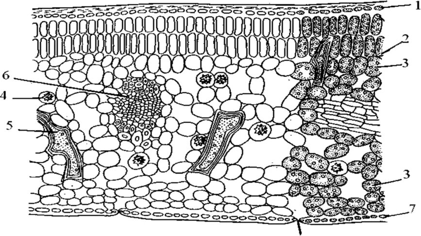 Мезофилл листа клетки. Мякоть листа мезофилл. Анатомическое строение листа камелии. Столбчатый мезофилл. Склереиды в листе камелии.