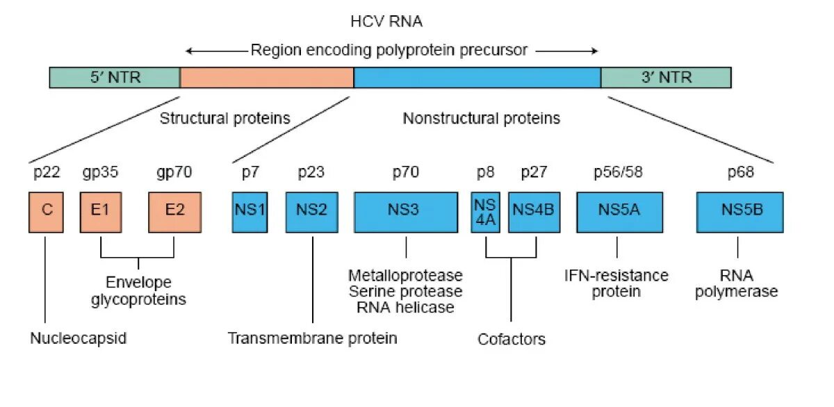 Hcv rna. Геном вируса гепатита с. Структура генома вируса гепатита. Геном гепатита а. Организация генома вируса гепатита с.