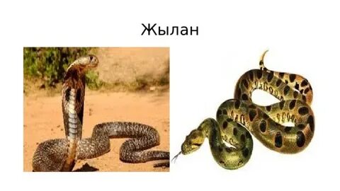 Жаттығу залындағы спортшы қызды сиқырлау