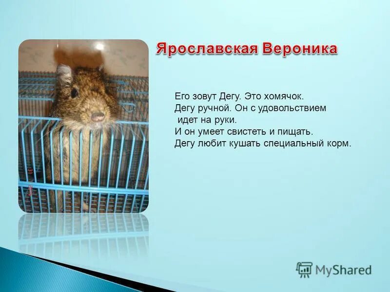 Сирийский хомячок чихает. Почему хомяк издает странные звуки. Как отлечитьхомяка открысы. Скорпионовый хомячок воет. Факты о дегу.