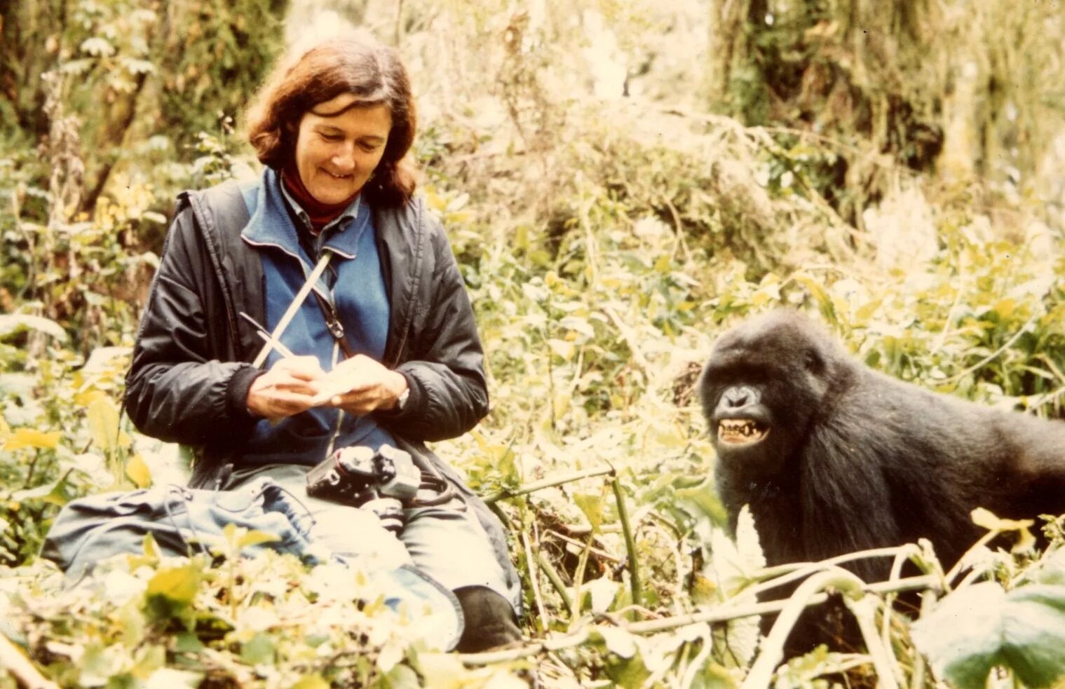 Дайан фосси гориллы. Дайана фосси. Дайана фосси. Дайан фосси. Приматолог дайан фосси.