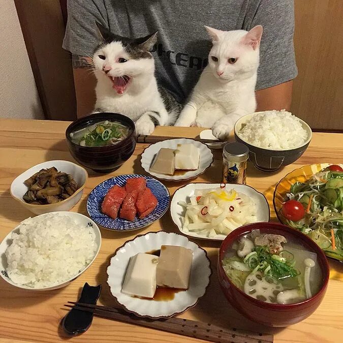 Толстый только что пообедал. Да кошка. Еда для домашних животных. Котик с едой. Еда для котов.