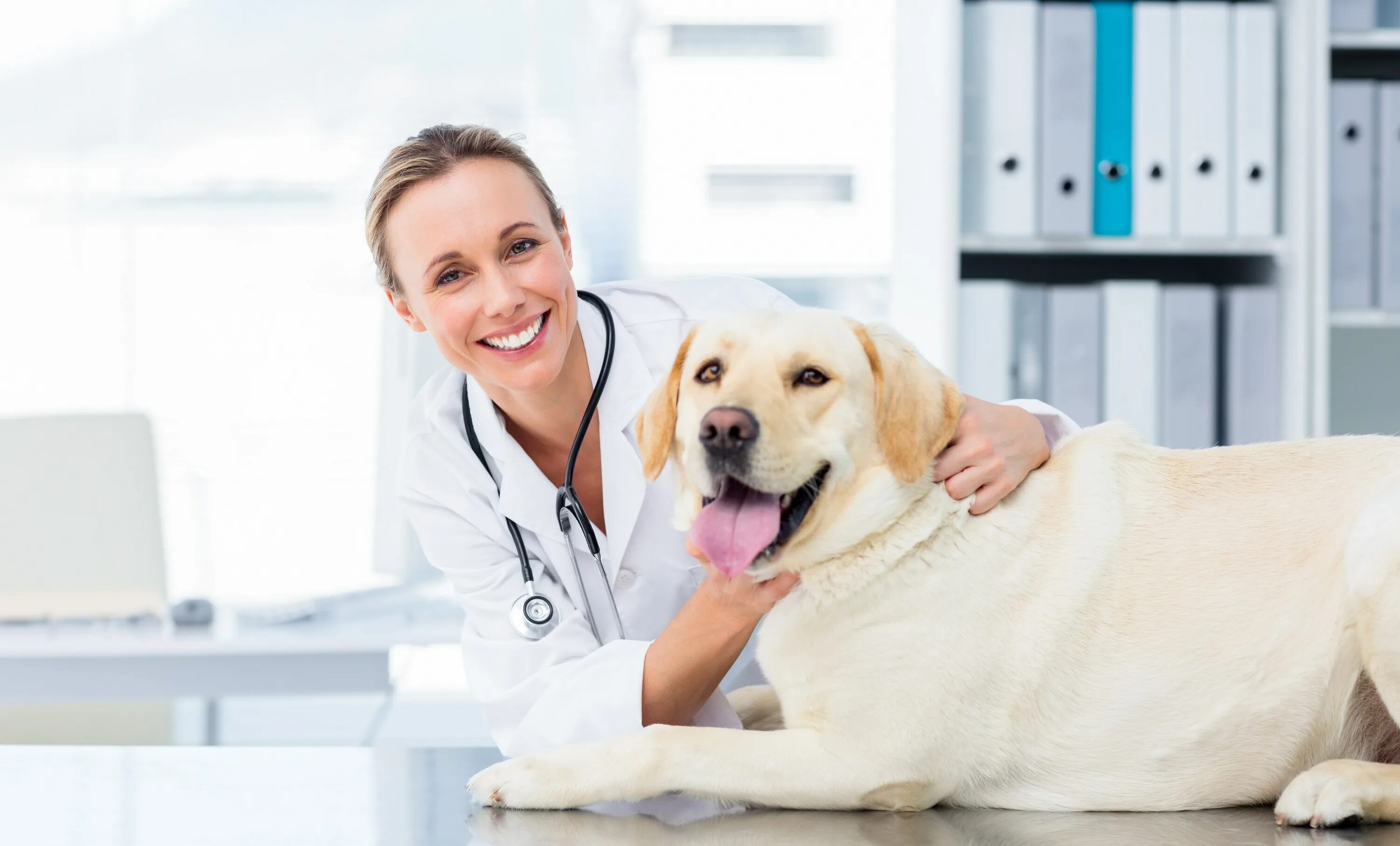 Pet clinic. Ветеринар. Ветеринар женщина. Собака доктор. Собака медик.