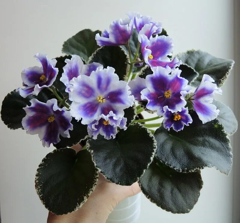 Сенполия царь горох. Фиалка царь горох. Сенполия царь горох. Сорт фиалки царь горох. Фиалка ват царь горох спорт.