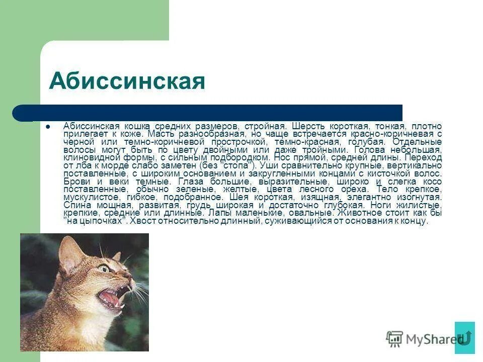 Абиссинская кошка интересные факты. Абиссинская кошка рассказ. Сообщение о Абиссинской кошке. Котенок абиссинец характер. Рассмотрите фотографию кошки породы абиссинская и выполните