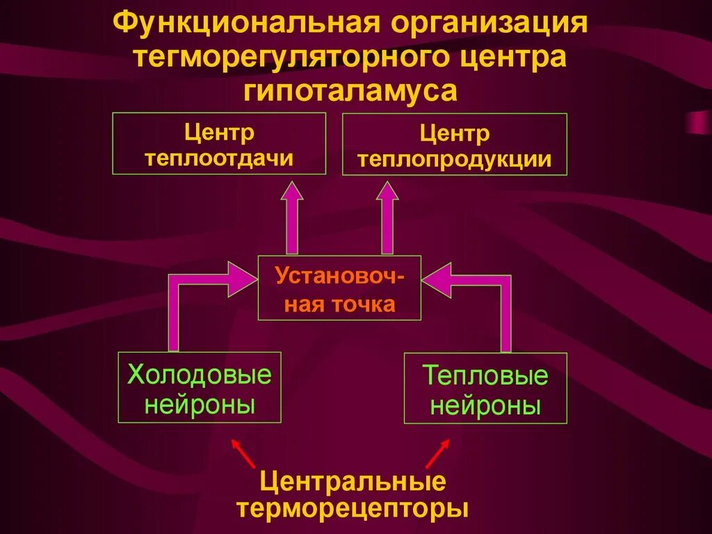 Какие структуры участвуют в терморегуляции организма человека. Гипоталамус центр терморегуляции. Центр теплоотдачи в гипоталамусе. Строение центра терморегуляции. Терморегуляция патофизиология.