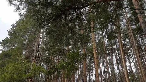 Черный список город бор нижегородская