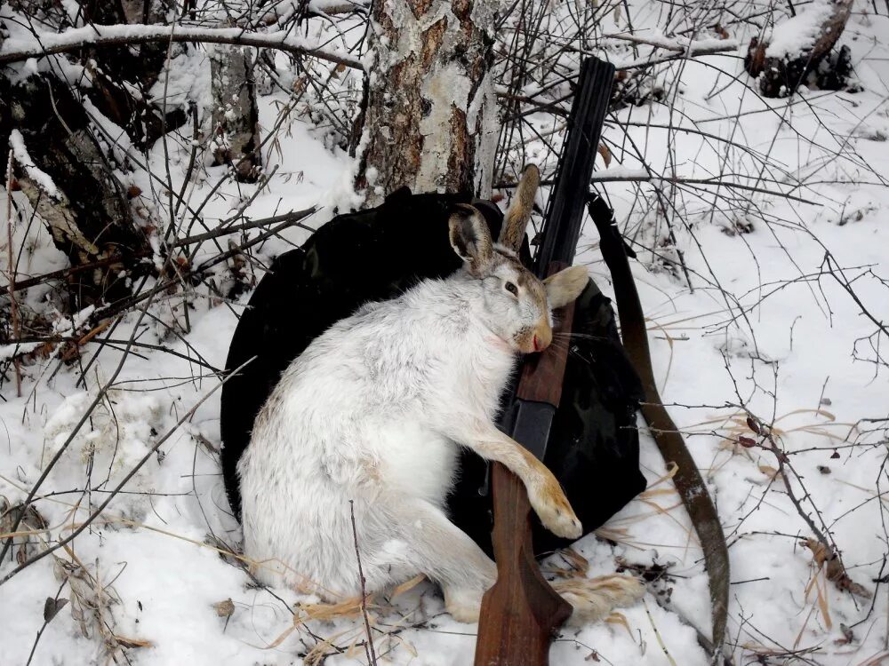 Где охотник зайцы. Где охотник зайцы. Где охотник зайцы. Охота на зайца с гончими по чернотропу. Охотник зимой.