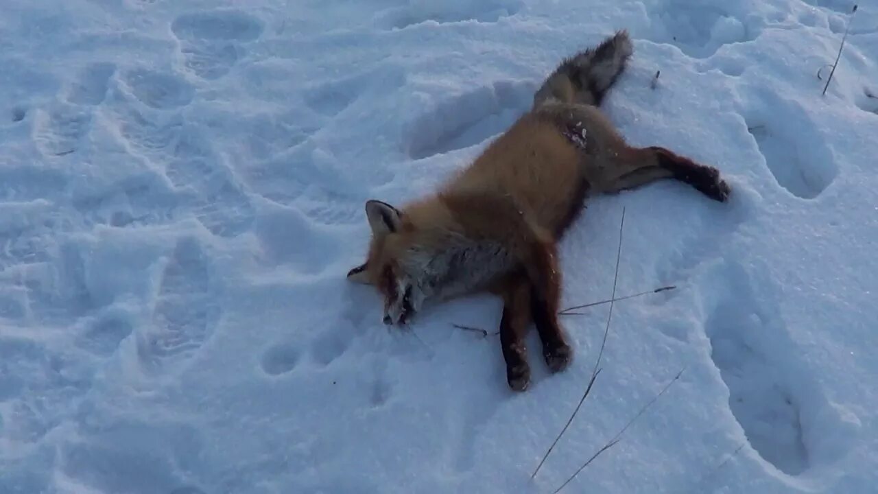 Видео охота лис. Охота на лису с 223 Ремингтон.