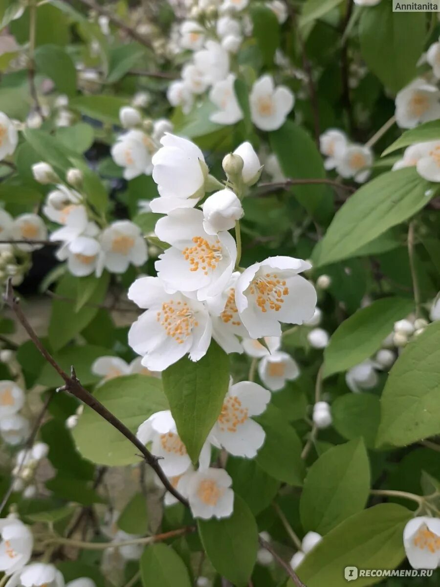 Чубушник польза. Чубушник 'virginal'. Чубушник цветок. Чубушник эверест. Чубушник арктика.