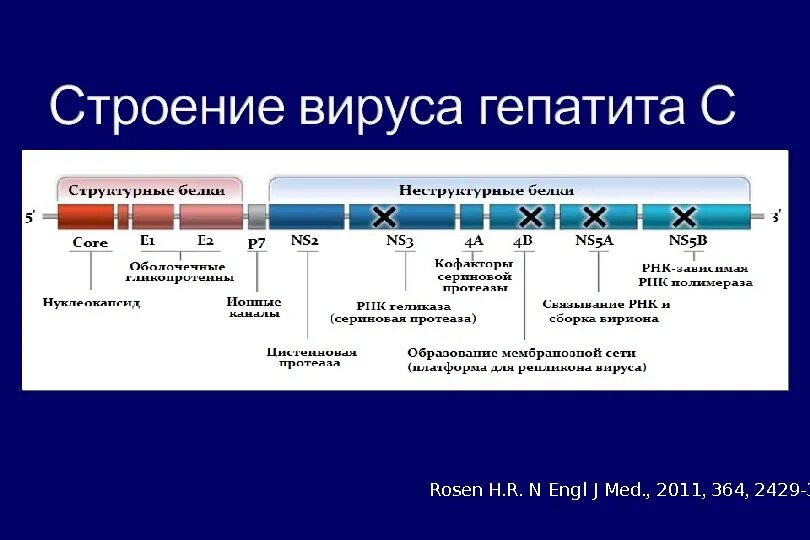 Неструктурные белки вируса гепатита с. Структурные и неструктурные белки вируса гепатита с. Гепатит с строение. Белки вируса ГИПАТИТАС. Hcv ns