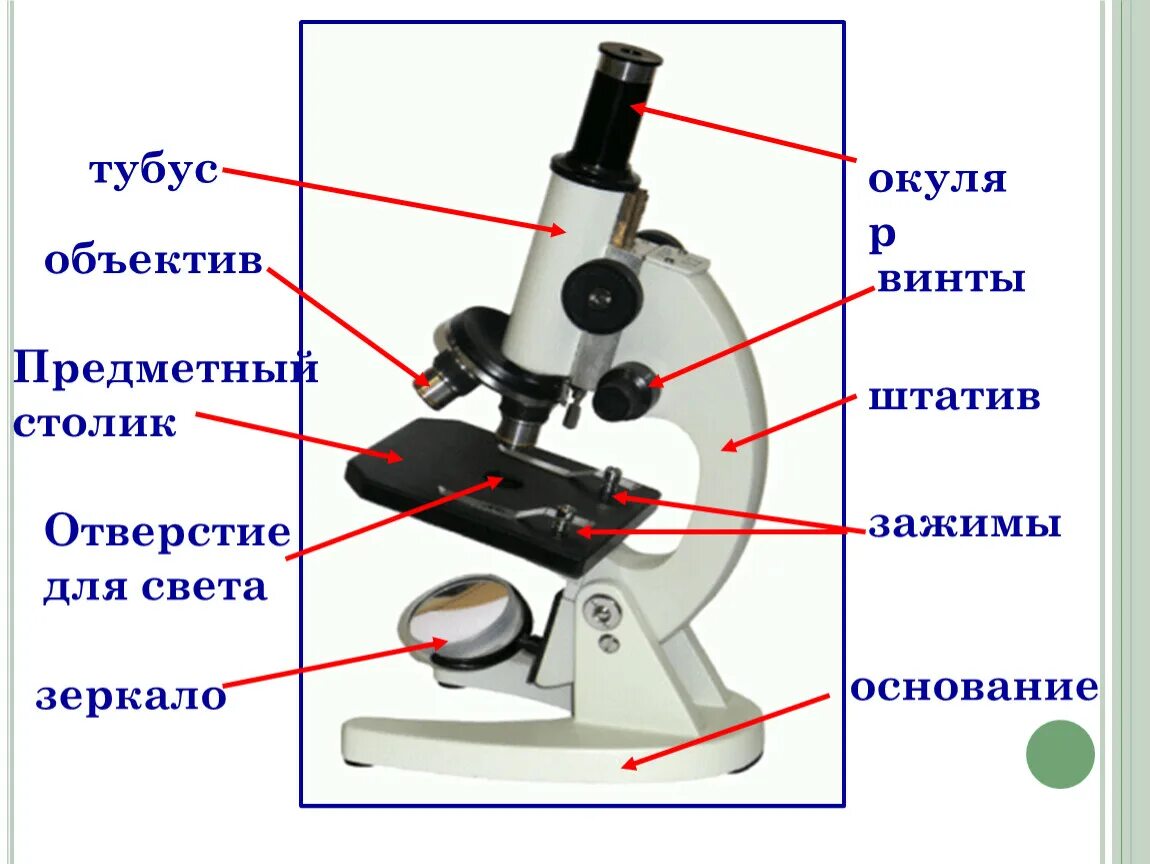 Какую функцию выполняет тубус в микроскопе. Строение микроскопа тубус и регулировочный винт. Строение микроскопа тубус. Части регулировочный винт , микроскопа. Строение окуляра микроскопа.