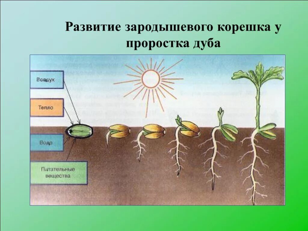 Развитие растений. Схема развития растений. Развитие корня у проростка. Развитие из зародышевого корешка.