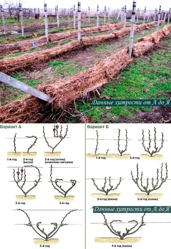 Уход за виноградом весной после зимы. Обрезаем виноград осенью правильно. Осенняя обрезка винограда. Схема правильной обрезки винограда осенью. Обрезка винограда на зиму для начинающих.