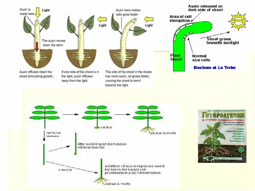 Фитогормон ауксин. Влияние фитогормонов на рост растения. Влияние ауксина на растения. Фитогормоны растений схема.