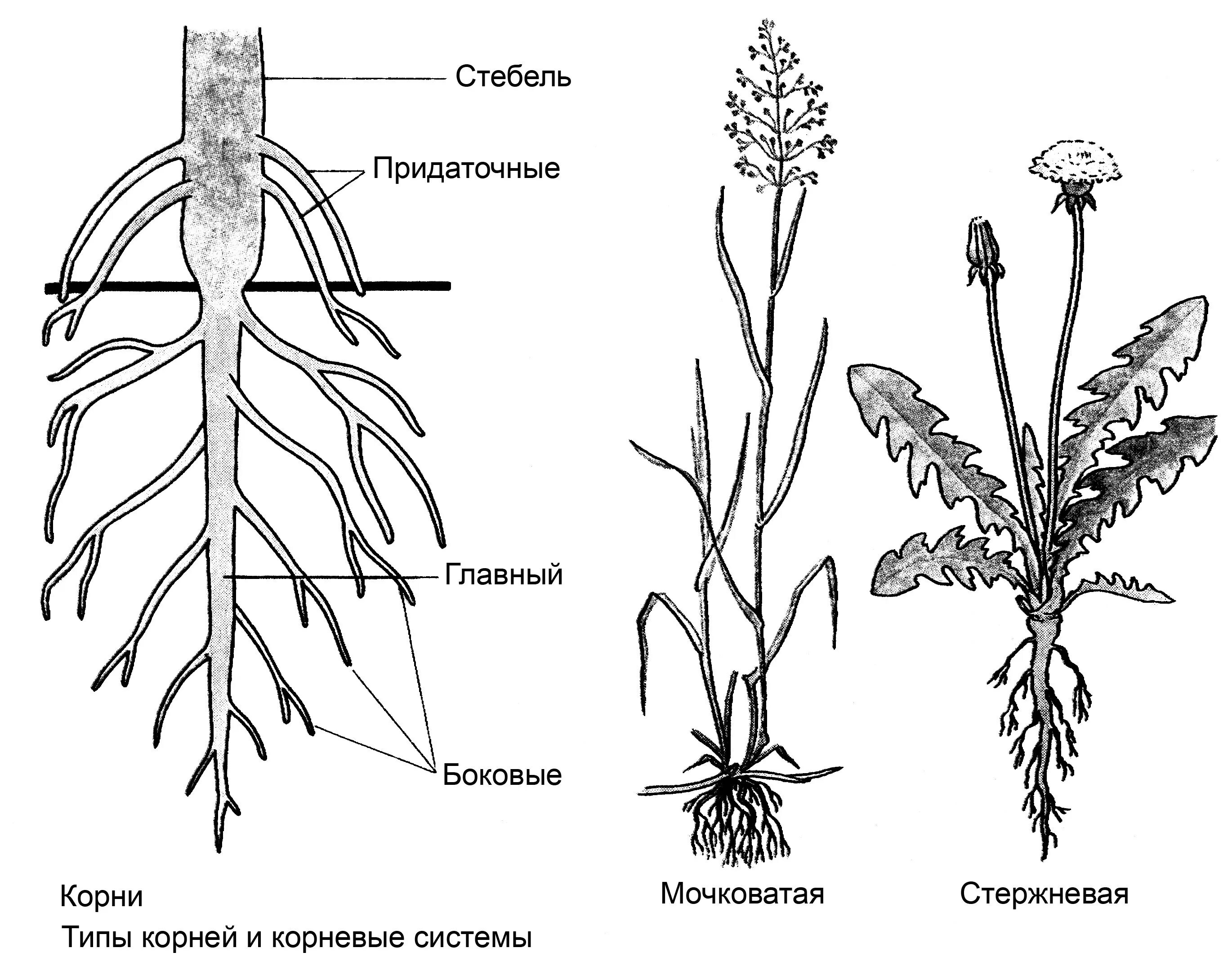 Корень это осевой вегетативный орган. Вегетативные органы редьки дикой. Вегетативные органы цветкового растения. Вегетативные органы корень. Вегетативные органы растений схема.