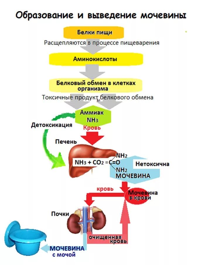 Прохождение через печень. Образование мочевины у человека. Схема образования мочевины. Образование и выведение мочевины из организма. Образование и вывод мочевины из организма.