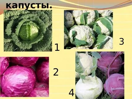 Капуста сорт монако