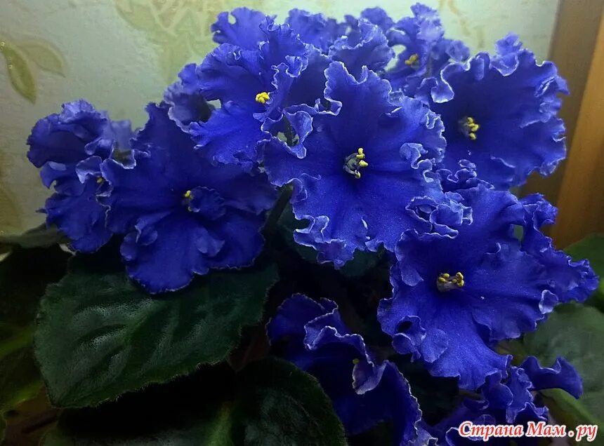 Название фиалка двудомная это название чего. Узамбарская фиалка царство. Родина фиалки комнатного растения. Фиалка биология. Узамбарская фиалка родина растения.