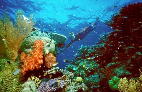 Коралловое море теплое