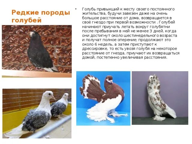 Когда голуби начинают. Породы голубей. редкие породы голубей. породы голубей и их названия. голуби с воротником порода.