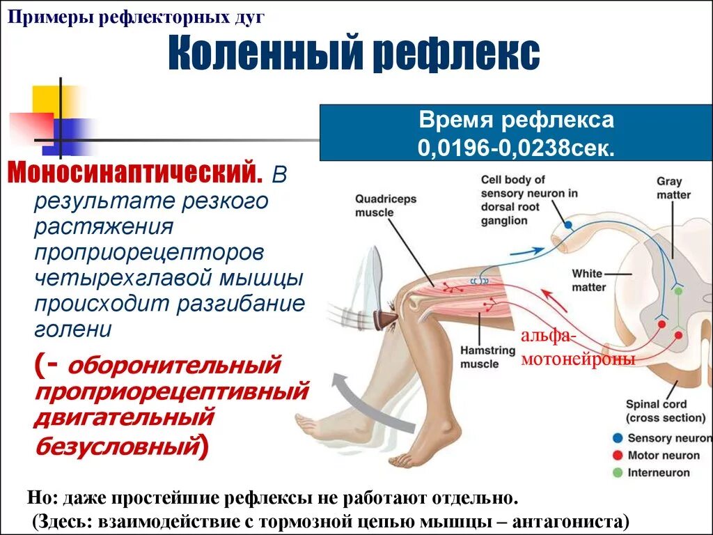 Нервно рефлекторная реакция