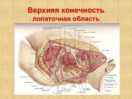Лопаточная область топографическая