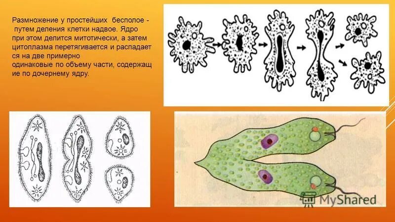 Бесполое размножение происходит с помощью б. Размножение путем деления. Размножение протистов. Размножение клетки путем деления. Размножение простейших.