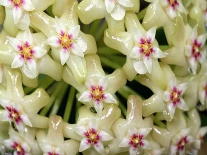 Australis