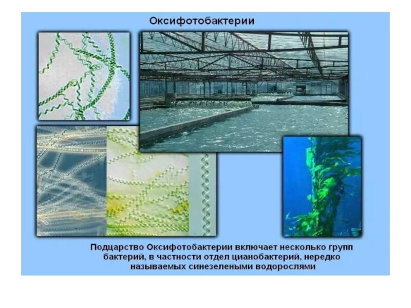 Какую роль играют цианобактерии. Подцарство бактерии оксифотобактерии. 7. Подцарство оксифотобактерии. Оксифотобактерии форма клеток. Подцарство цианобактерии.