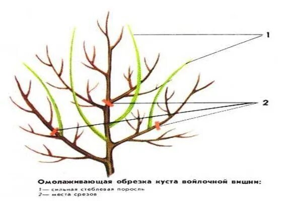 Обрезка вишни весной для начинающих в картинках. Обрезать черешню весной. Обрезать вишню весной. Обрезка вишни и черешни весной. Обрезка 7 лет черешни весной.