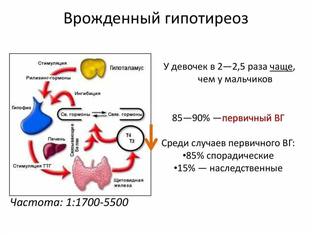 Гипотиреоз у детей клинические. Врожденный гипотиреоз патогенез. Этиология врожденного гипотиреоза. Врожденный гипотиреоз патогенез симптомов. Врожденный гипотиреоз патогенез схема.